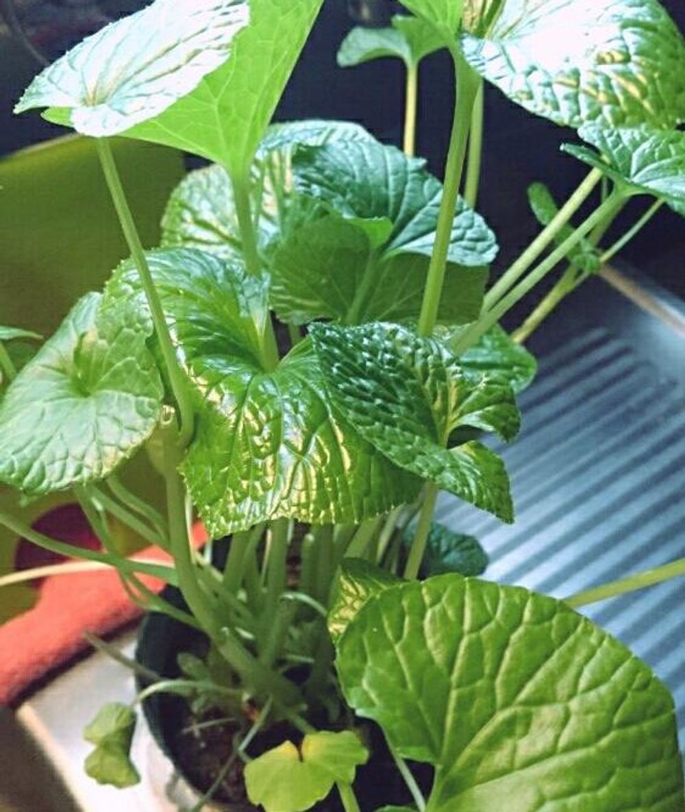 ワサビ Photo by はなころんさん