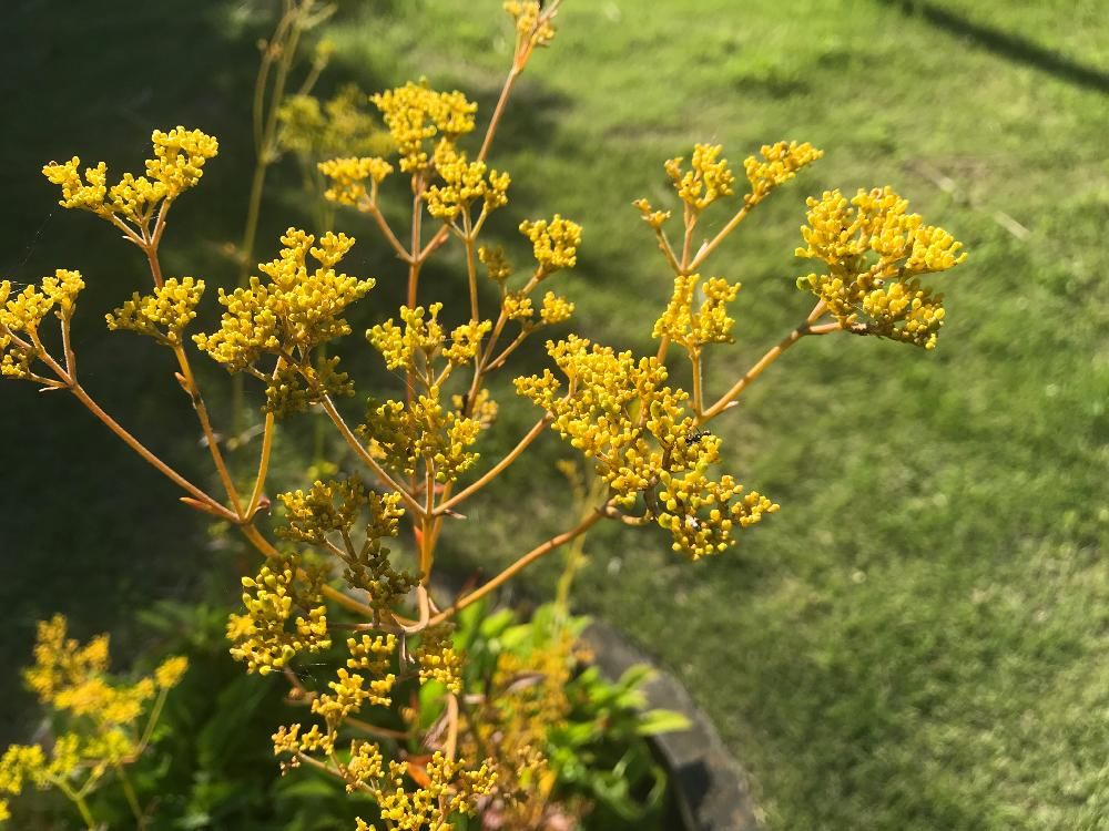 オミナエシ(女郎花)　黄色い花