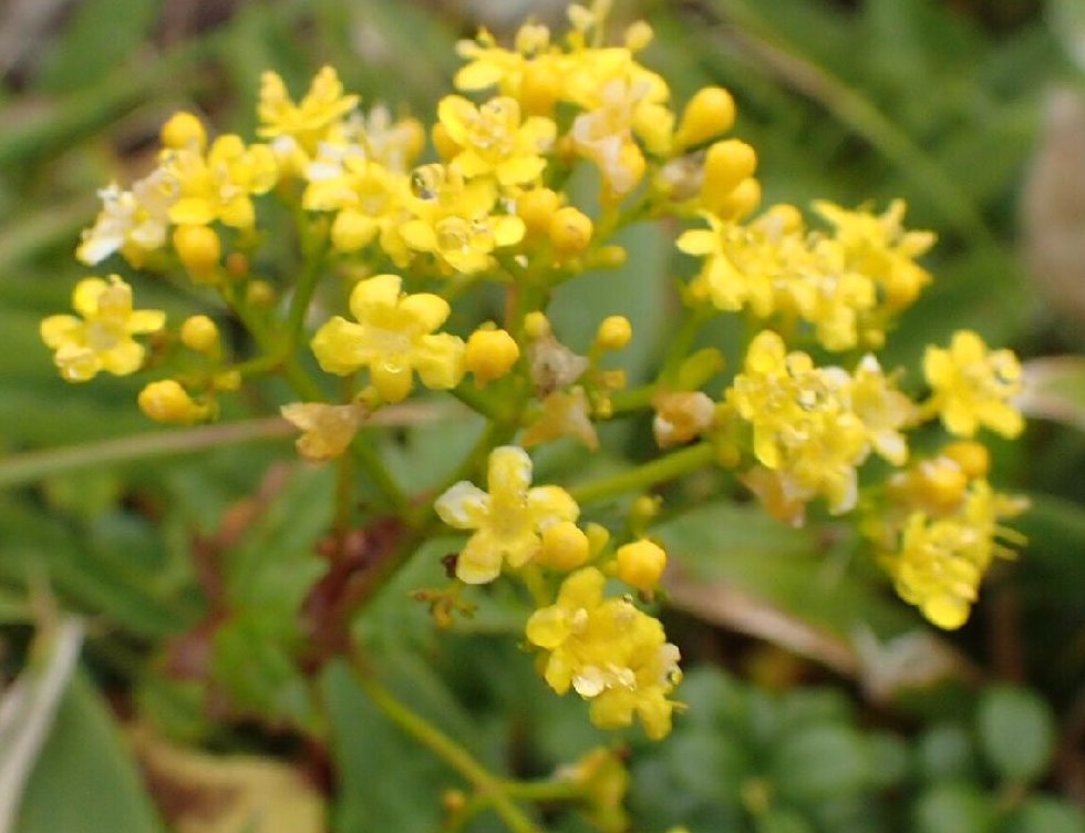 ハクサンオミナエシ（コキンレイカ）　黄色い花