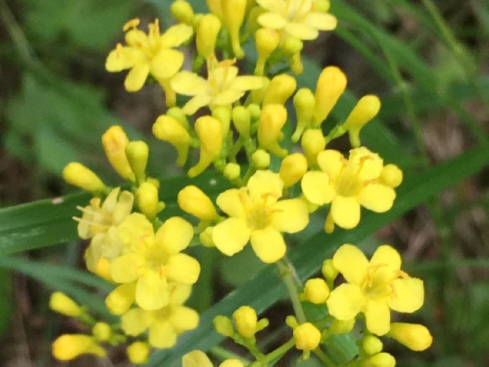 キンレイカ　黄色い花