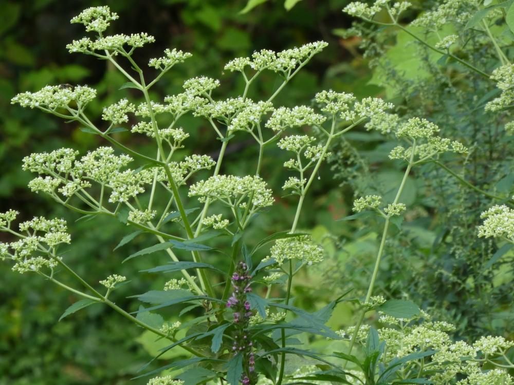 オトコエシ（男郎花）黄緑色の花