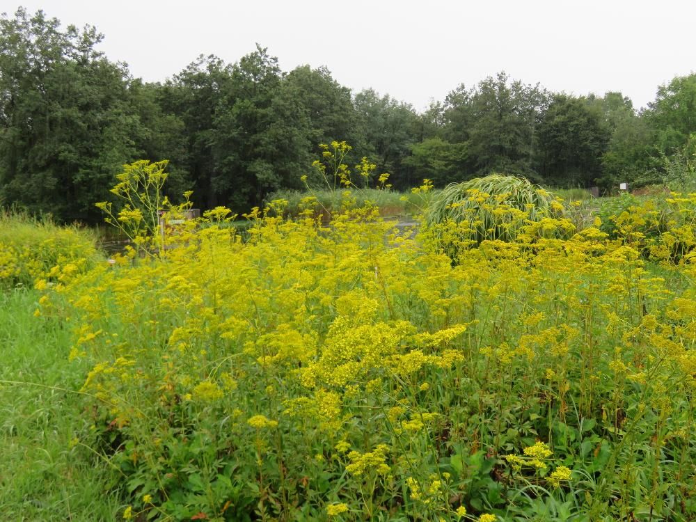 オミナエシ(女郎花)　黄色い花
