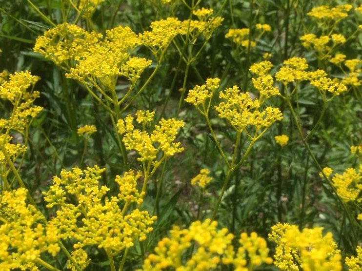 オミナエシ(女郎花)　黄色い花