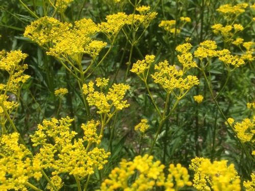 オミナエシ 女郎花 の育て方 種まきや植え替えの時期は Greensnap グリーンスナップ