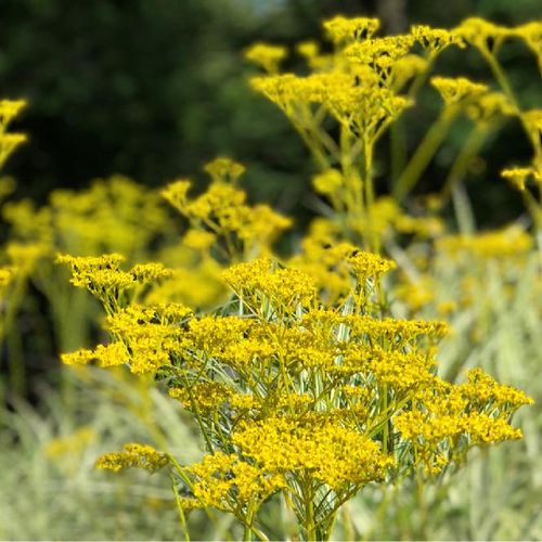 オミナエシ 女郎花 の育て方 種まきや植え替えの時期は Greensnap グリーンスナップ