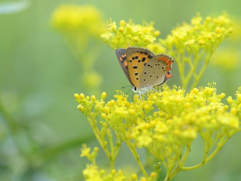 オミナエシ(女郎花)　黄色い花　蝶