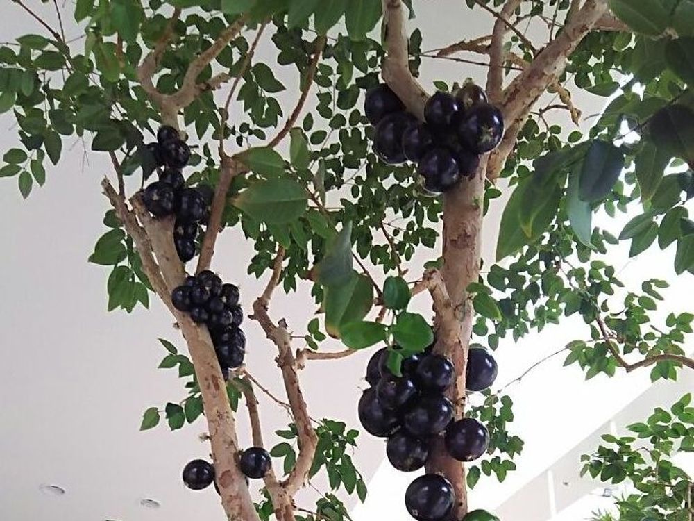 ジャボチカバ　紫色の花　屋内