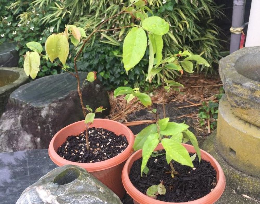 シャボチカバ　鉢植え　挿し木