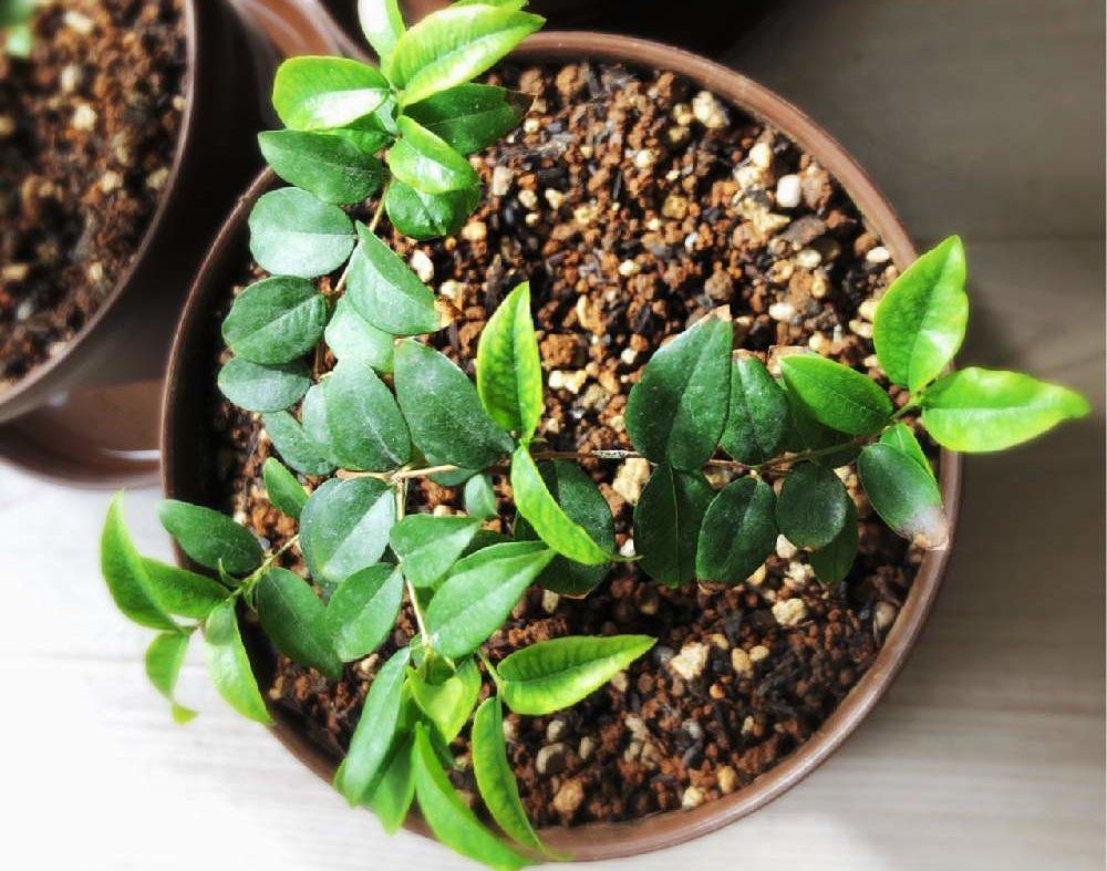 シャボチカバ　種まき　鉢植え　葉