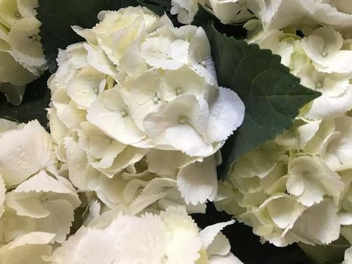 ハイドランジア 西洋アジサイ の育て方 植え替えや剪定の方法は Greensnap グリーンスナップ