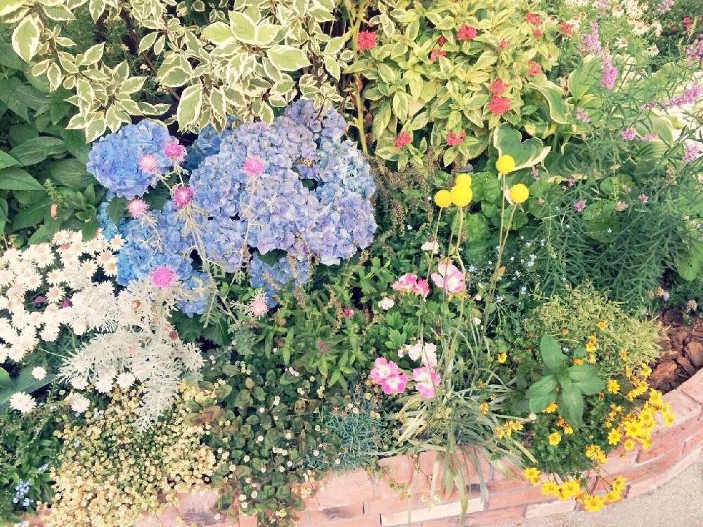 ハイドランジア(西洋アジサイ)　花壇