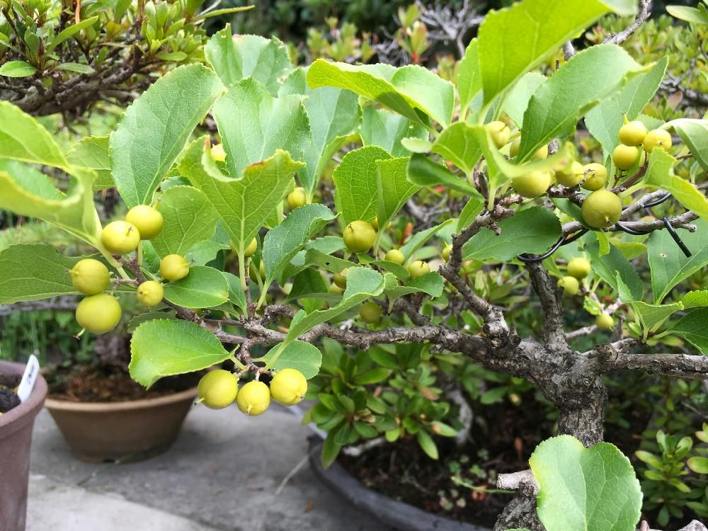 ツルウメモドキ　プランター　葉