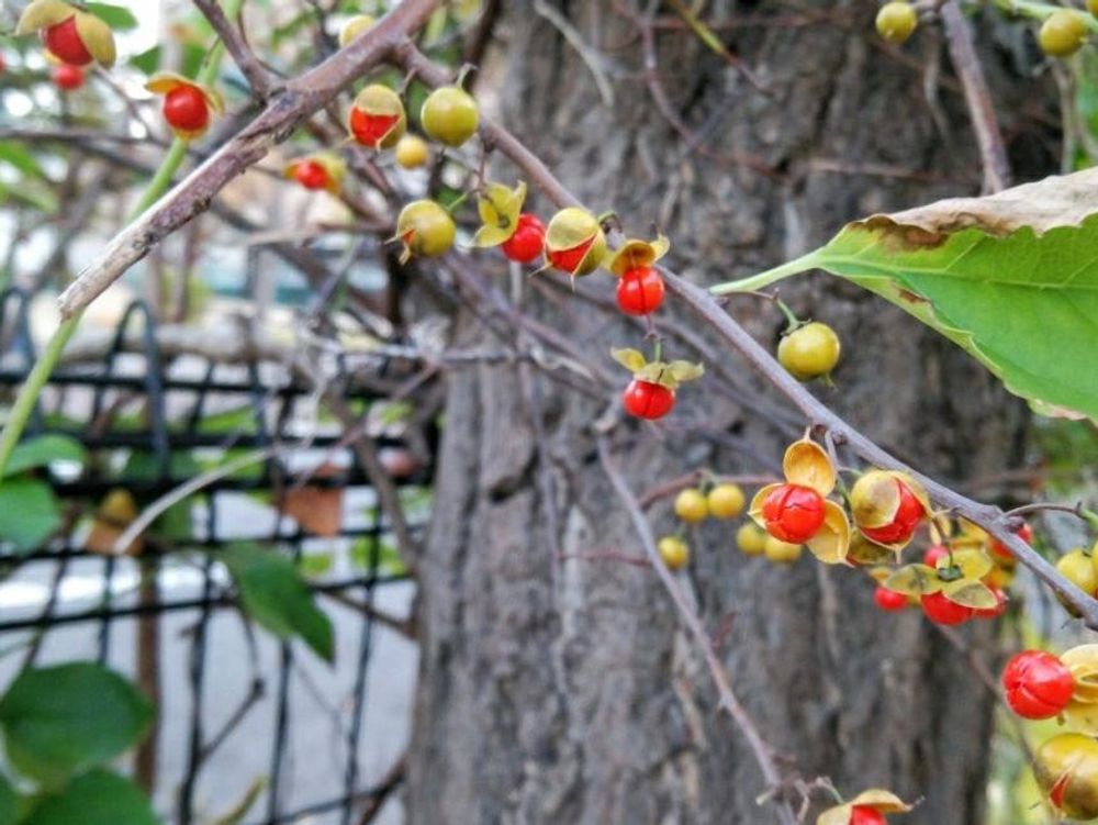 ツルウメモドキ　赤い実