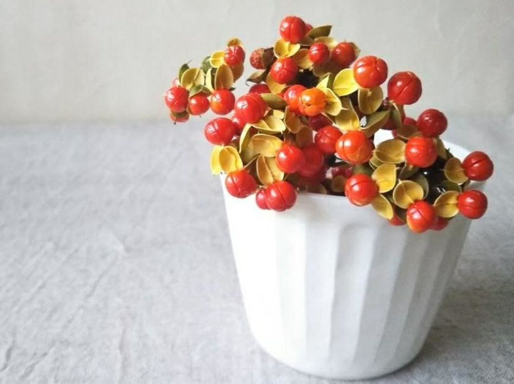 ツルウメモドキ　鉢植え　赤い実