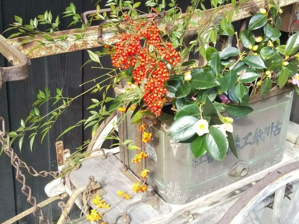 ツルウメモドキ　プランター　葉