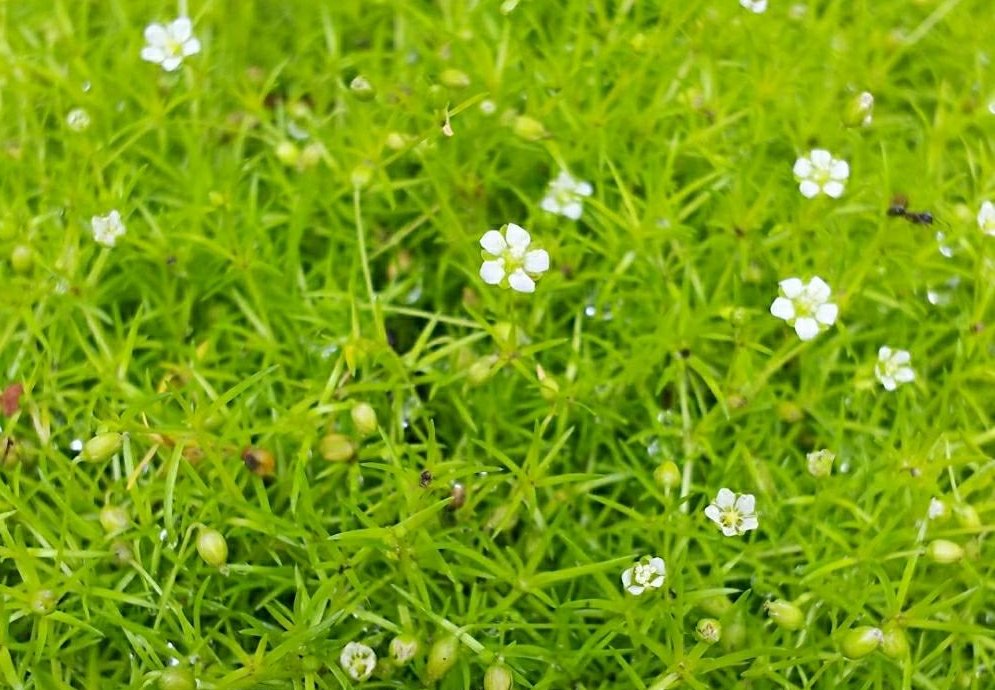 サギナ 地 植え