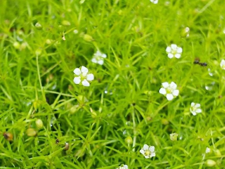 サギナ　白い花