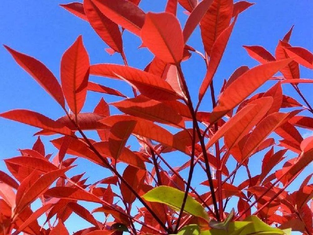 レッドロビン　紅葉