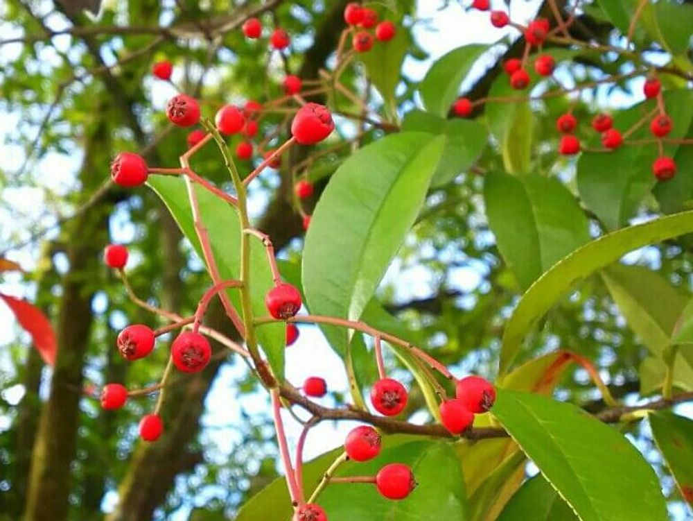 レッドロビン　赤い実