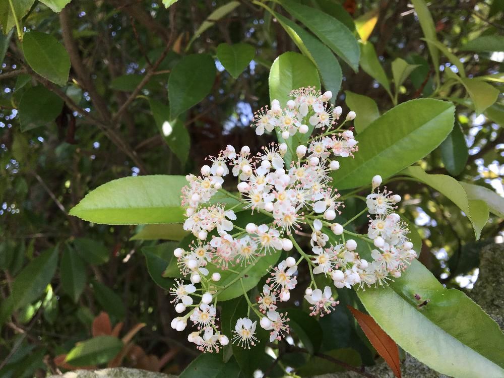 レッドロビン　白い花