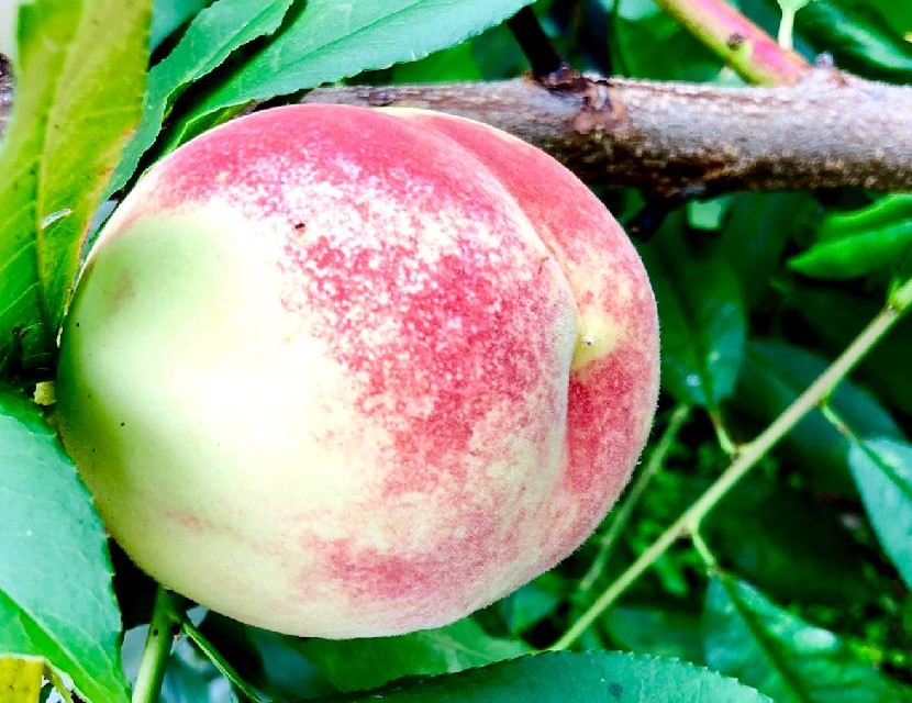 桃 モモ の育て方 種まきや植え付けの時期は 剪定方法は Greensnap グリーンスナップ
