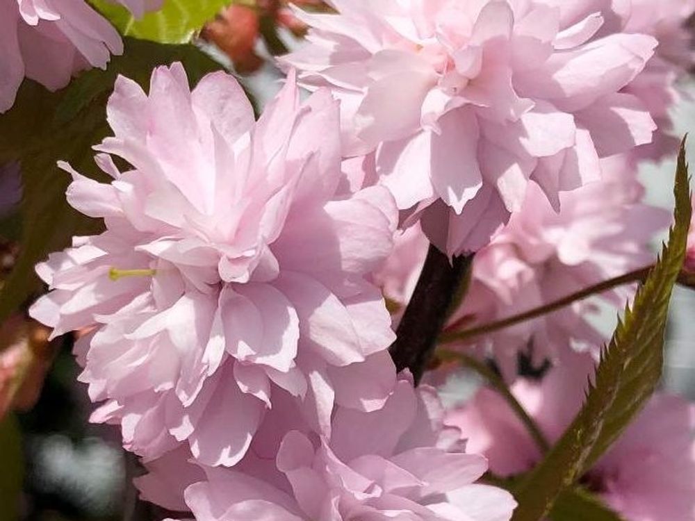 桃(モモ)　ピンク色の花