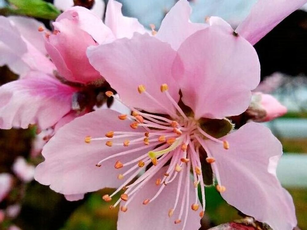 桃(モモ)　ピンク色の花