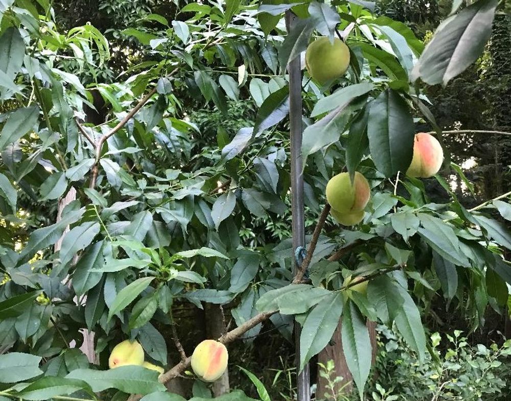 桃(モモ)　葉　緑色の実