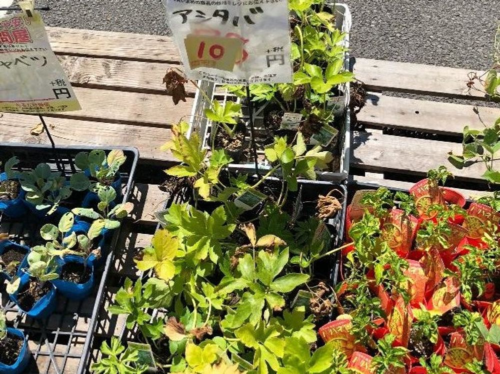あしたば(明日葉)　株