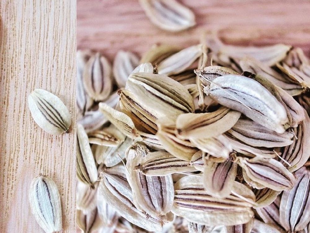 あしたば(明日葉)　種