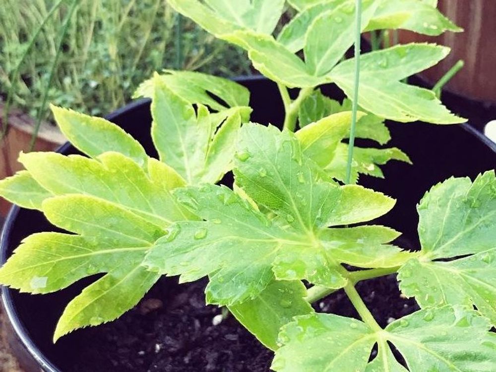 あしたば(明日葉)　鉢植え