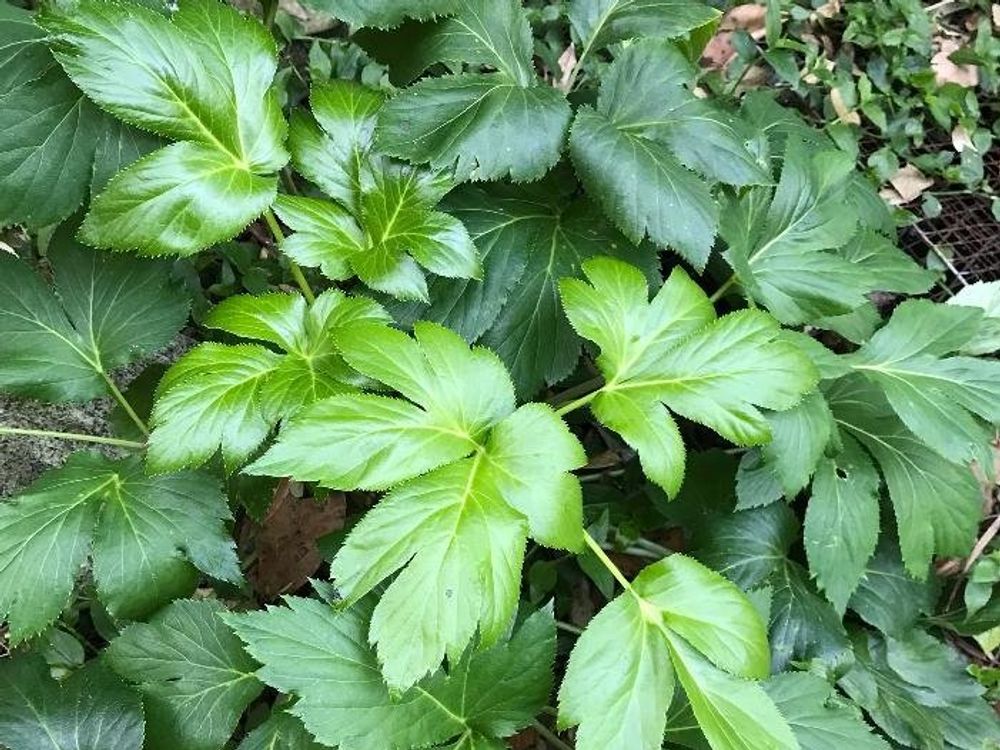 あしたば(明日葉)　葉