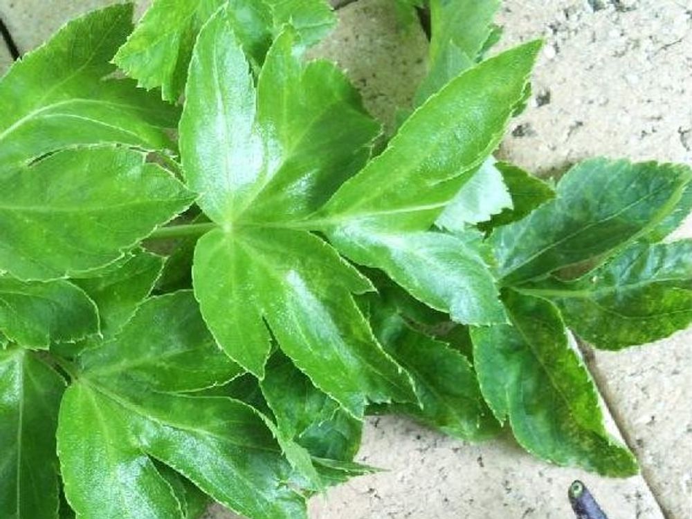 あしたば(明日葉)　葉　収穫