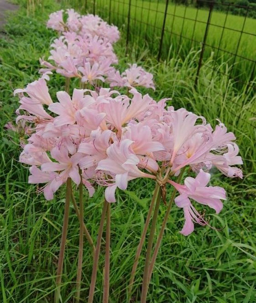 ナツズイセン(夏水仙)　ピンク色の花