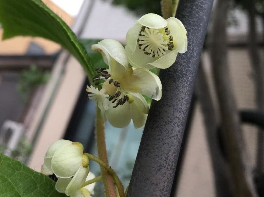 サルナシ(ベビーキウイ)　白い花