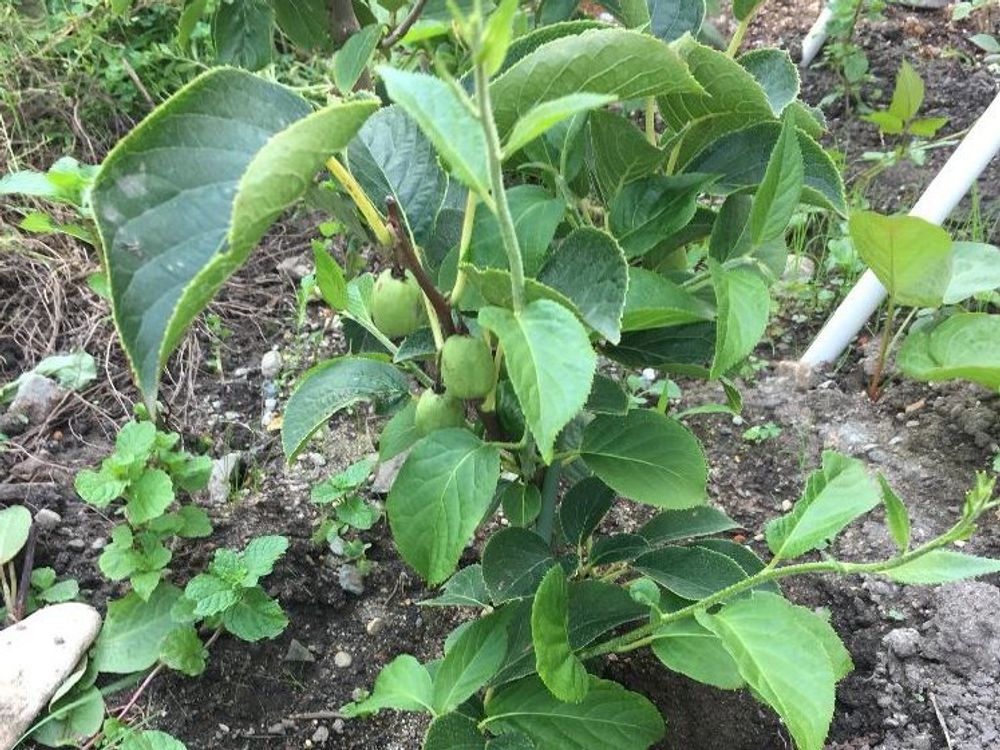 サルナシ(ベビーキウイ)　地植え