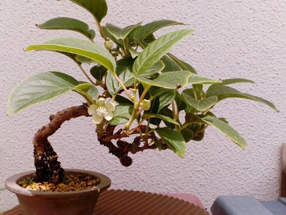 サルナシ(ベビーキウイ)　鉢植え　屋外