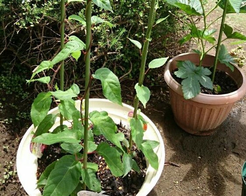 サルナシ(ベビーキウイ)　鉢植え