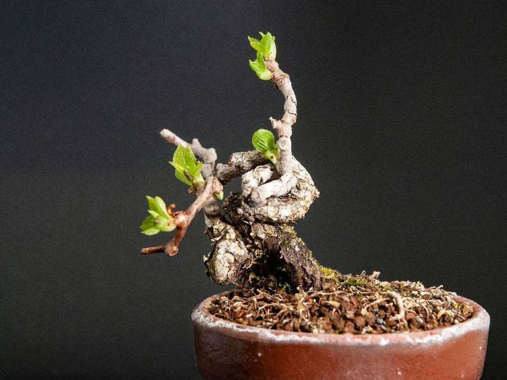 サルナシ(ベビーキウイ)　鉢植え