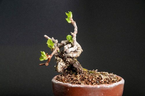 サルナシ ベビーキウイ の育て方 種まきや苗植え 収穫の時期は Greensnap グリーンスナップ