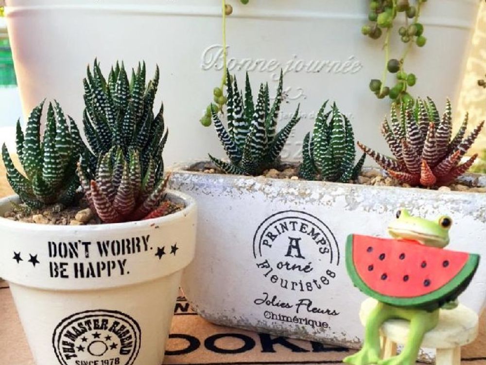 十二の巻ショートリーフ　鉢植え