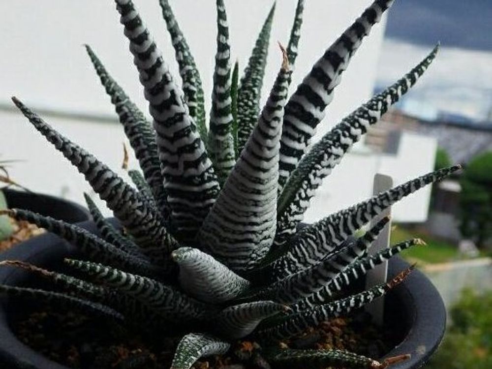 十二の巻霜降り　鉢植え　株