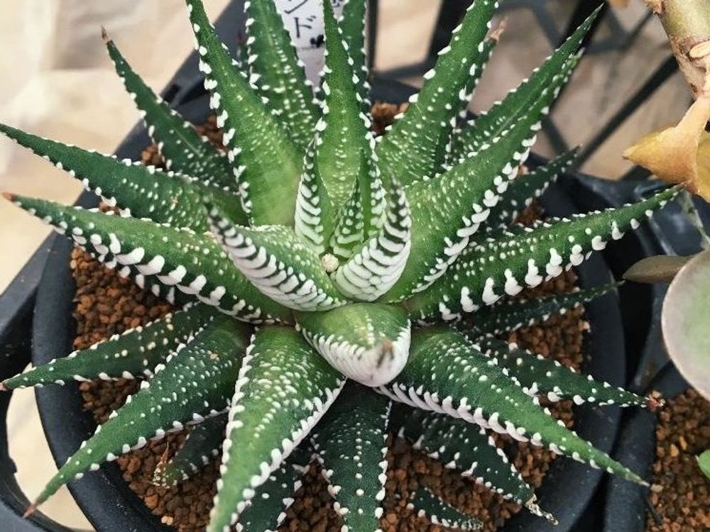 十二の巻ワイドバンド　鉢植え　株