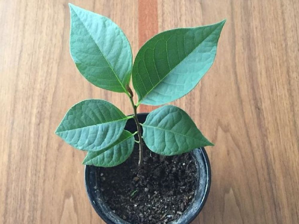 ポポーの木 鉢植え