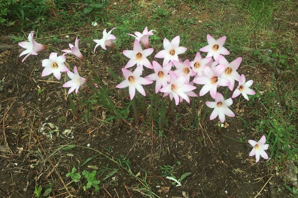 ナツズイセン(夏水仙)　地植え　ピンク色の花
