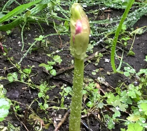 ナツズイセン 夏水仙 の育て方 球根の植え付けや植え替え時期は Greensnap グリーンスナップ