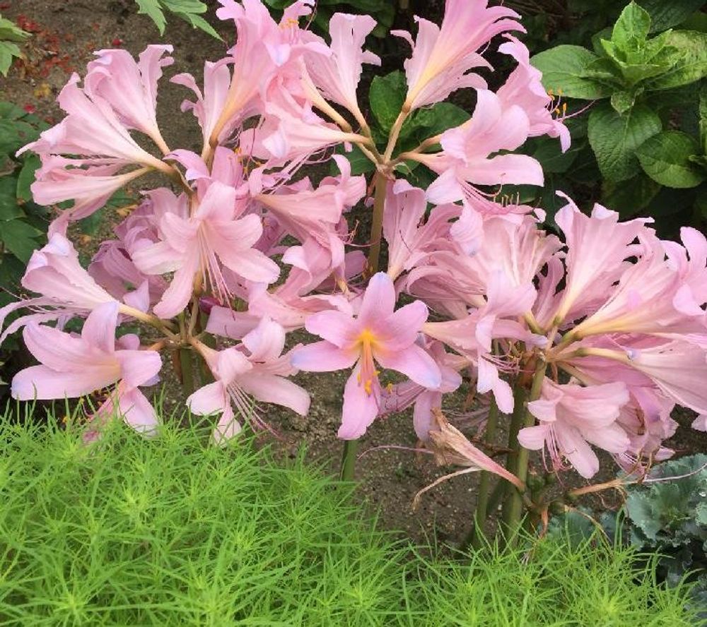 ナツズイセン(夏水仙)　ピンク色の花