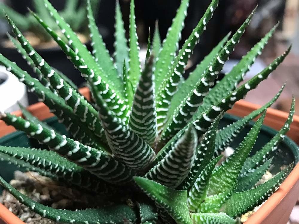 十二の巻　鉢植え　株