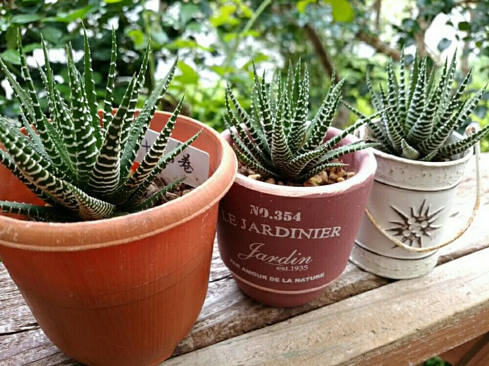 十二の巻　鉢植え　株