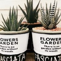 十二の巻の育て方｜育てる場所や水やりの頻度は？の画像